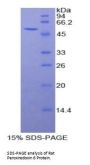 Rat Peroxiredoxin 6 (PRDX6) Protein