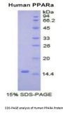 Human Peroxisome Proliferator Activated Receptor Alpha (PPARa) Protein