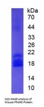 Mouse Peroxisome Proliferator Activated Receptor Delta (PPARd) Protein