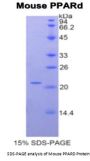 Mouse Peroxisome Proliferator Activated Receptor Delta (PPARd) Protein
