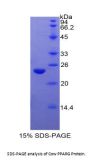 Cow Peroxisome Proliferator Activated Receptor Gamma (PPARg) Protein