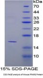 Mouse Peroxisome Proliferator Activated Receptor Gamma (PPARg) Protein