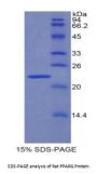 Rat Peroxisome Proliferator Activated Receptor Gamma (PPARg) Protein