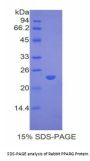 Rabbit Peroxisome Proliferator Activated Receptor Gamma (PPARg) Protein
