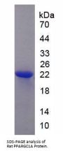 Rat Peroxisome Proliferator Activated Receptor Gamma Coactivator 1 Alpha (PPARgC1a) Protein