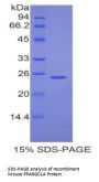 Mouse Peroxisome Proliferator Activated Receptor Gamma Coactivator 1 Alpha (PPARgC1a) Protein