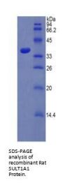 Rat Sulfotransferase 1A1 (SULT1A1) Protein