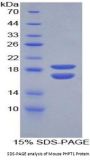 Mouse Phosphohistidine Phosphatase 1 (PHPT1) Protein