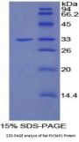 Rat Phosphoinositide-3-Kinase Adaptor Protein 1 (PIK3AP1) Protein