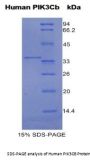 Human Phosphoinositide-3-Kinase Catalytic Beta Polypeptide (PIK3Cb) Protein