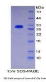 Human Phosphoinositide-3-Kinase Class-2-Alpha Polypeptide (PIK3C2a) Protein