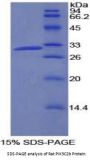 Rat Phosphoinositide-3-Kinase Class-2-Beta Polypeptide (PIK3C2b) Protein