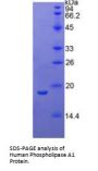 Human Phospholipase A1 (PLA1) Protein