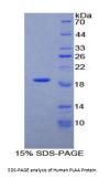 Human Phospholipase A2 Activating Protein (PLAA) Protein