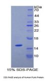 Human Phospholipase A2 Activating Protein (PLAA) Protein