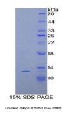 Human Phospholipase A2 Activating Protein (PLAA) Protein