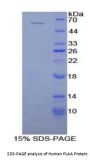 Human Phospholipase A2 Activating Protein (PLAA) Protein
