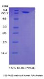 Human Phospholipase A2 Activating Protein (PLAA) Protein