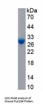Mouse 85 KDa Calcium-Independent Phospholipase A2 (PLA2G6) Protein