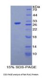 Rat 85 KDa Calcium-Independent Phospholipase A2 (PLA2G6) Protein