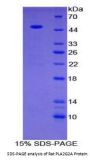 Rat Phospholipase A2, Group IIA (PLA2G2A) Protein