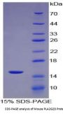 Mouse Phospholipase A2, Group IID (PLA2G2D) Protein