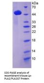 Mouse Platelet-Activating Factor Acetylhydrolase (PLA2G7) Protein
