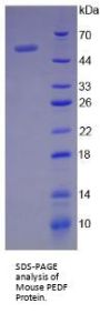 Mouse Pigment Epithelium-Derived Factor / PEDF (SERPINF1) Protein