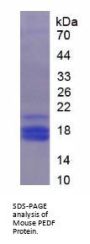Mouse Pigment Epithelium-Derived Factor / PEDF (SERPINF1) Protein