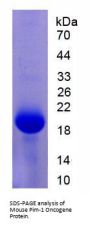 Mouse Serine/Threonine-Protein Kinase Pim-1 (PIM1) Protein