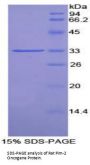 Rat Pim-2 Oncogene (PIM2) Protein