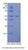Rat Pitrilysin Metalloproteinase 1 (MP1) Protein