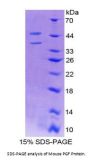 Mouse Placenta Growth Factor (PLGF) Protein
