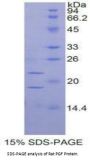 Rat Placenta Growth Factor (PLGF) Protein