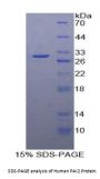 Human Plasminogen Activator Inhibitor 2 (PAI2) Protein