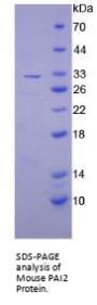 Mouse Plasminogen Activator Inhibitor 2 (PAI2) Protein