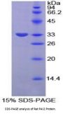 Rat Plasminogen Activator Inhibitor 2 (PAI2) Protein