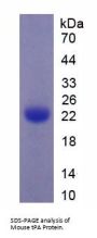 Mouse Plasminogen Activator, Tissue (tPA) Protein