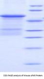 Mouse Plasminogen Activator, Urokinase Receptor (uPAR) Protein