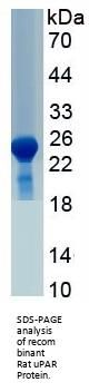 Rat Plasminogen Activator, Urokinase Receptor (uPAR) Protein