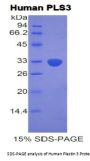 Human Plastin 3 (PLS3) Protein