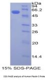 Human Plastin 3 (PLS3) Protein