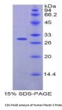 Human Plastin 3 (PLS3) Protein
