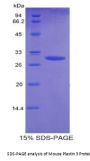 Mouse Plastin 3 (PLS3) Protein