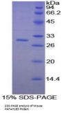 Mouse Platelet Activating Factor Acetylhydrolase Ib3 (PAFAH1B3) Protein