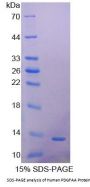 Human Platelet Derived Growth Factor AA (PDGFAA) Protein