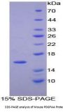 Mouse Platelet Derived Growth Factor AA (PDGFAA) Protein