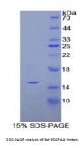 Rat Platelet Derived Growth Factor AA (PDGFAA) Protein