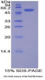 Rat Platelet Derived Growth Factor BB (PDGFBB) Protein