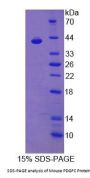 Mouse Platelet Derived Growth Factor C (PDGFC) Protein